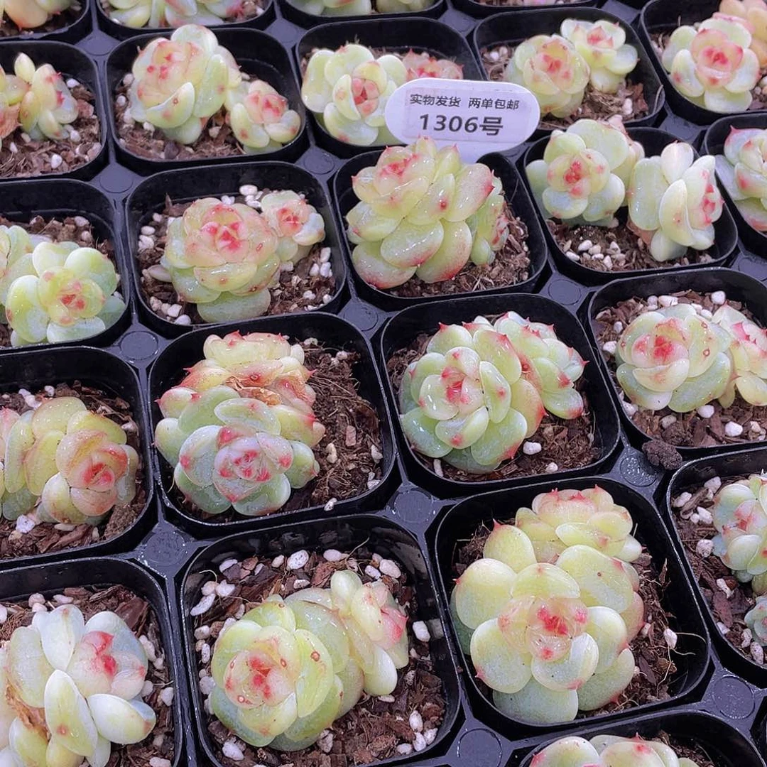 1306号 绿菩提珍妮双头不包整一个