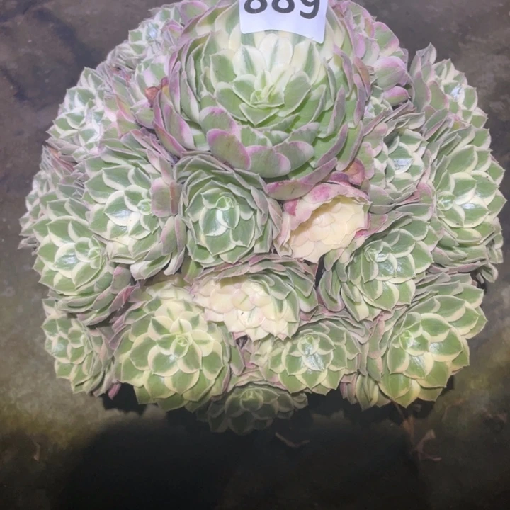 读***者孔雀翎889号多肉植物