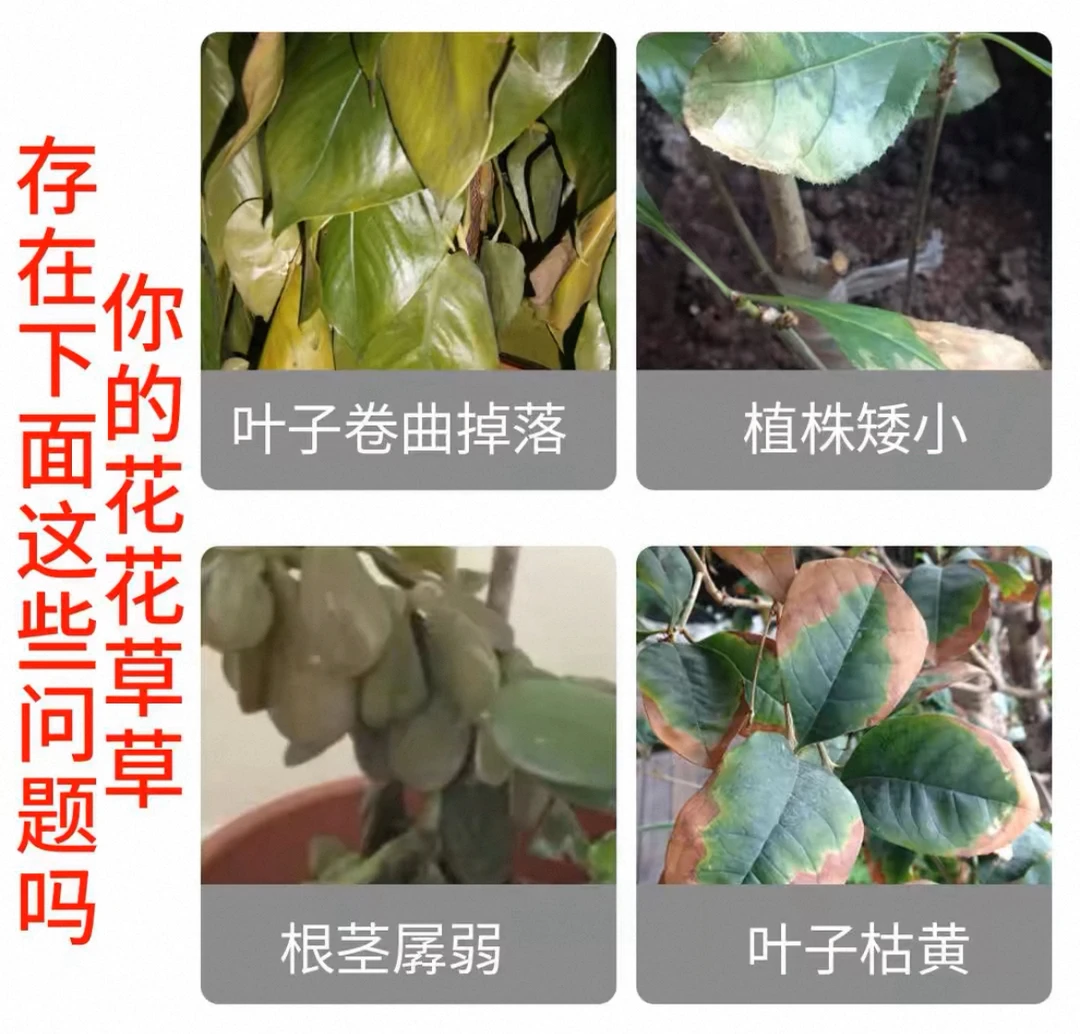 拍一发五包  一单拯救全屋绿植