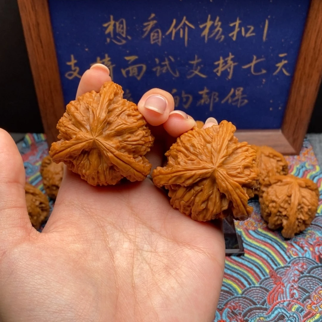 【闪购商品】自**翔白狮