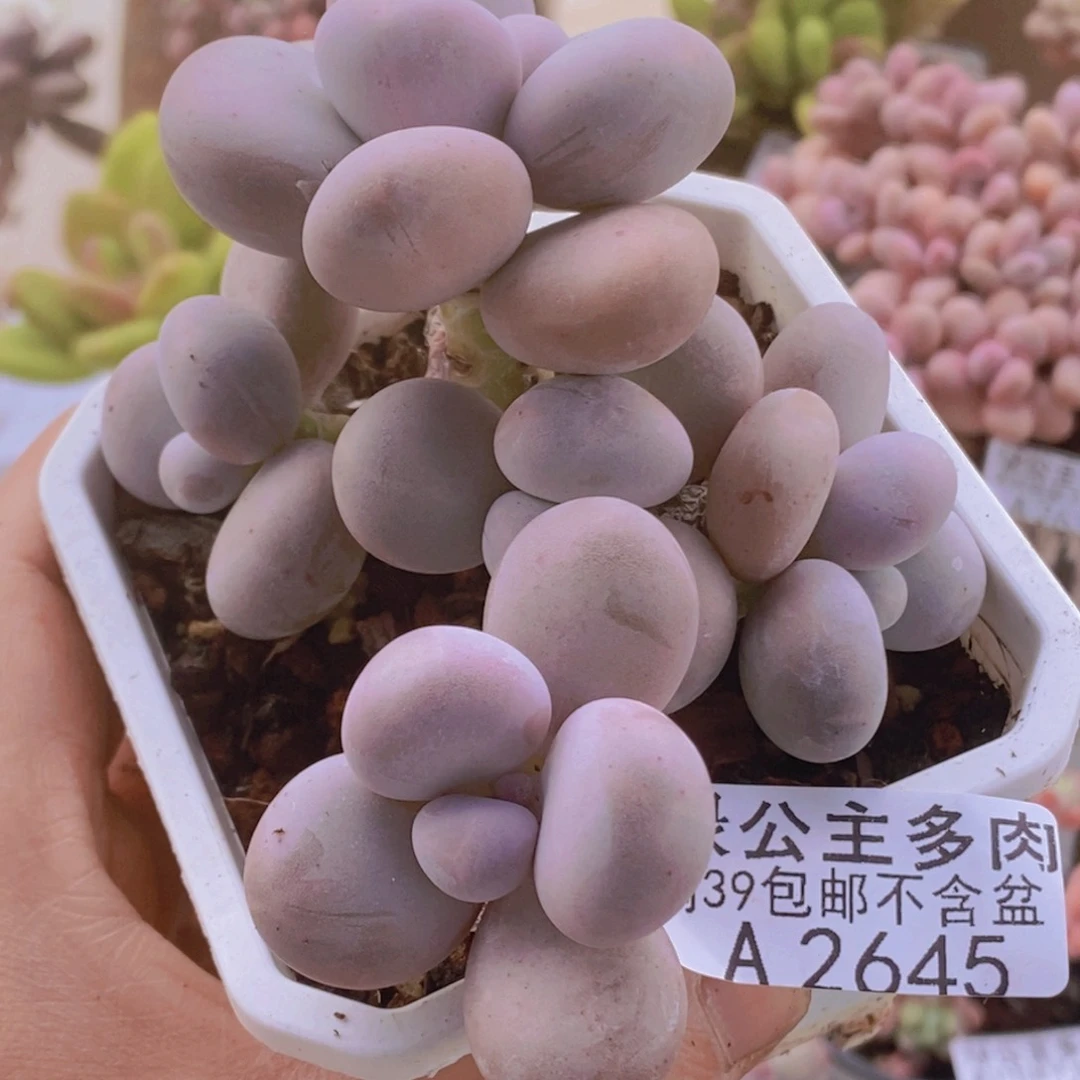 水光针奶酪6cm2645多肉植物