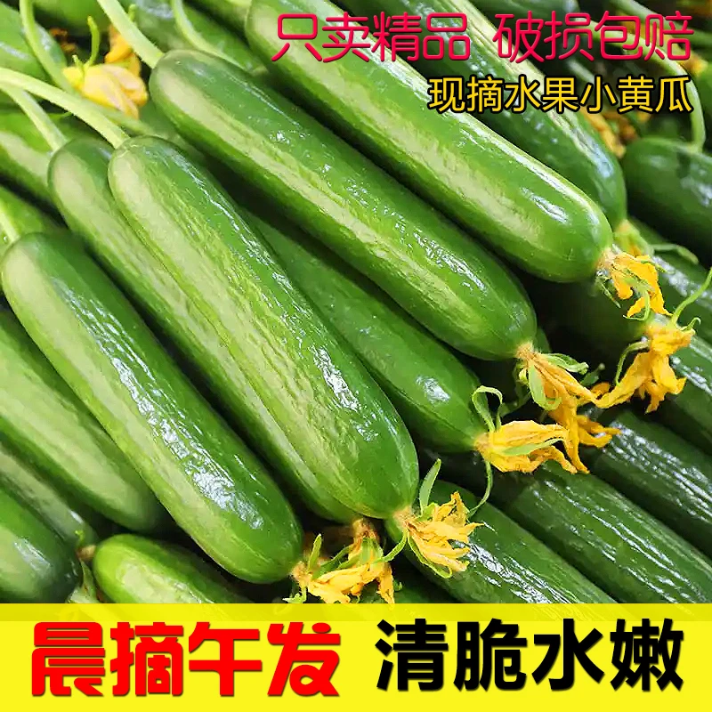 山东水果小黄瓜新鲜现摘无刺清脆爽口生吃小青瓜
