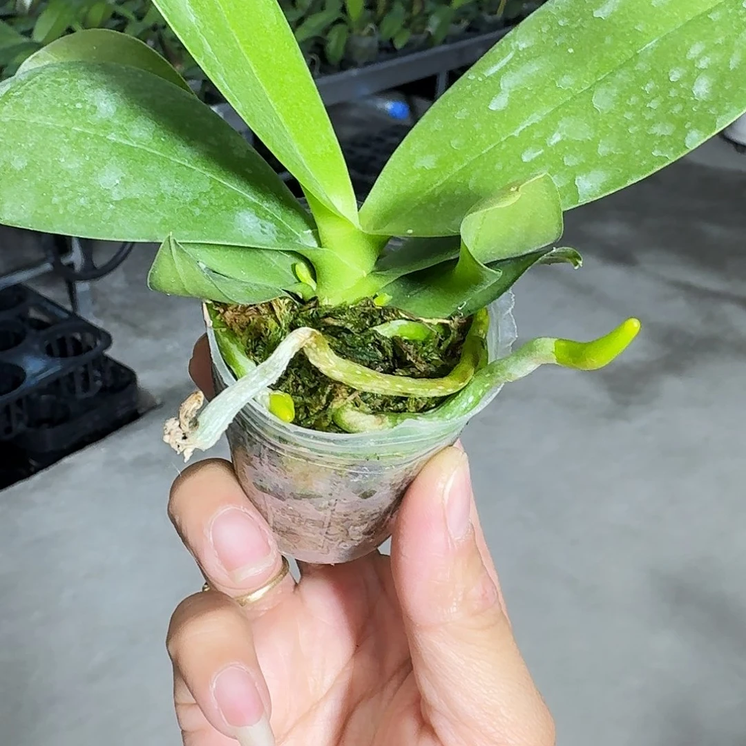 完全开放十*蝴蝶兰