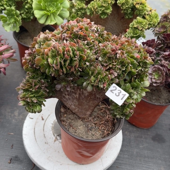 多肉植物玫瑰缀231