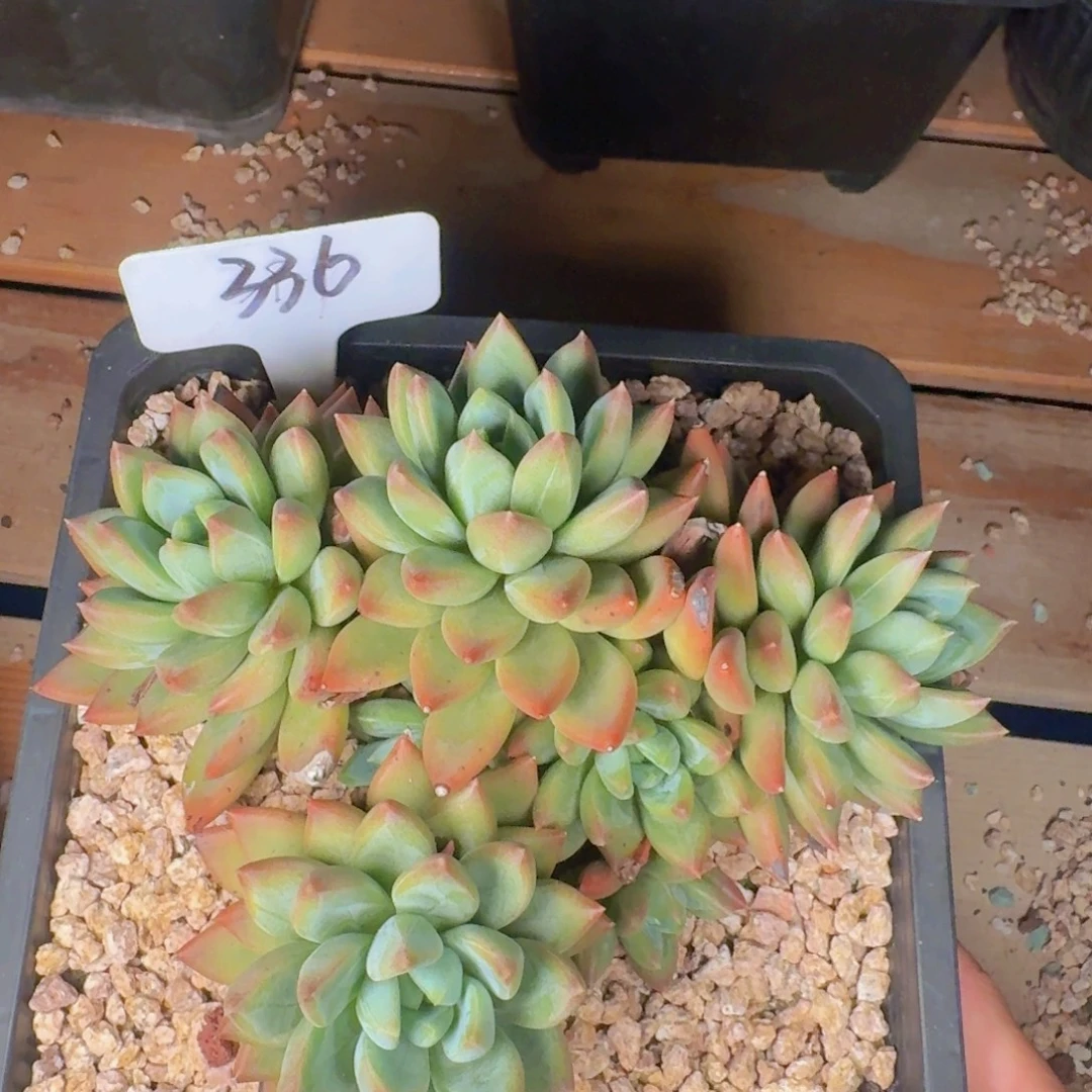 多肉植物的生长发育与