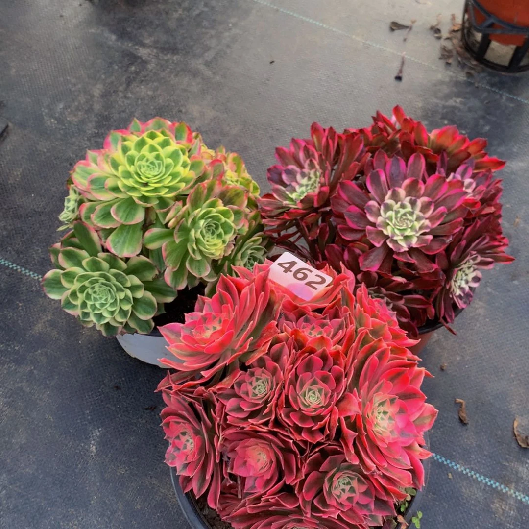 【闪购商品】462三颗