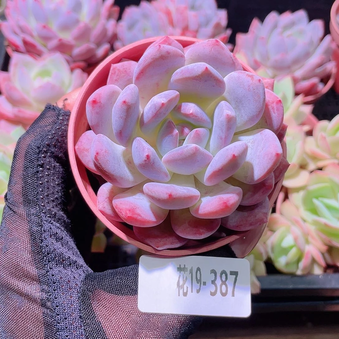 花利美19-387橙梦露