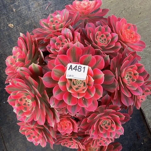 粉女巫481脱土发货