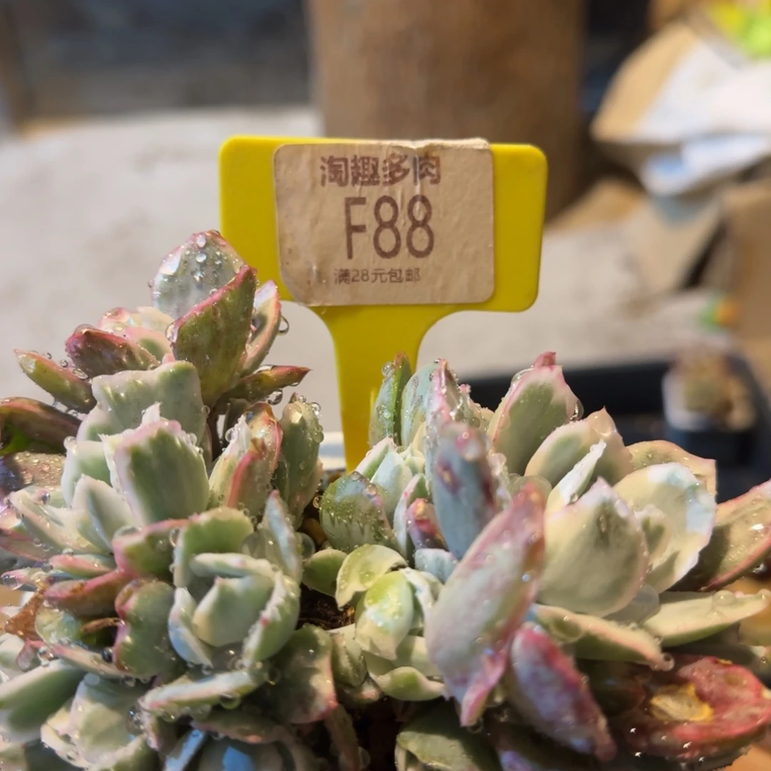 多肉植物111111多种