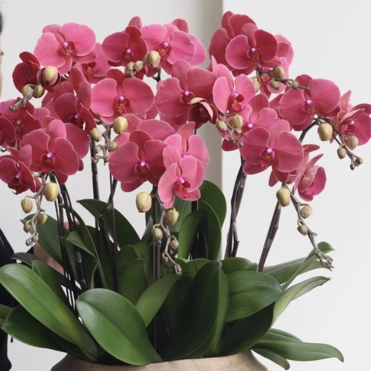 蝴蝶兰—【砂糖橘】瑕疵苗，叶片损伤，介意勿拍，不售后不理赔