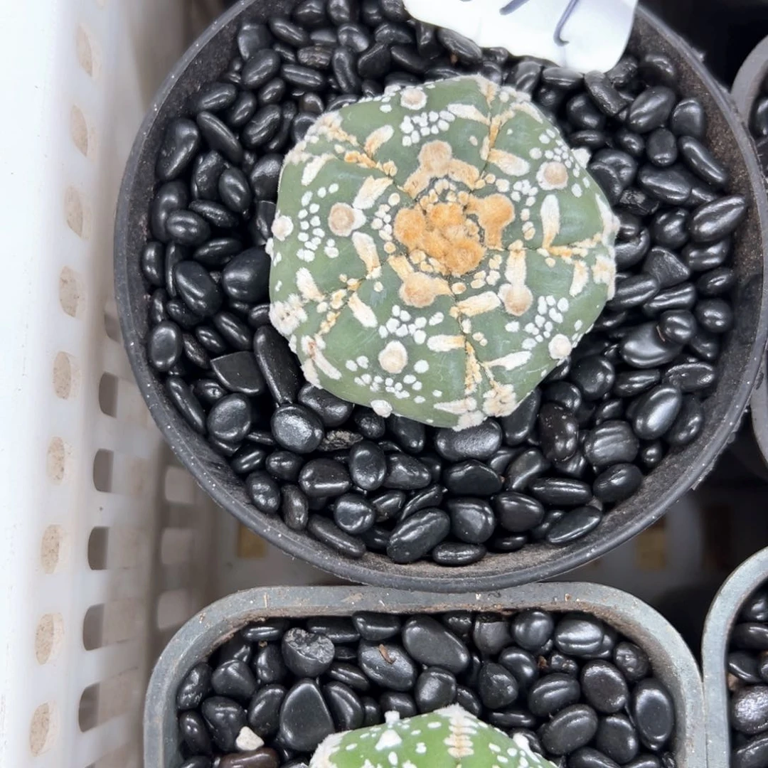 德***杀037号兜仙人球多肉植物