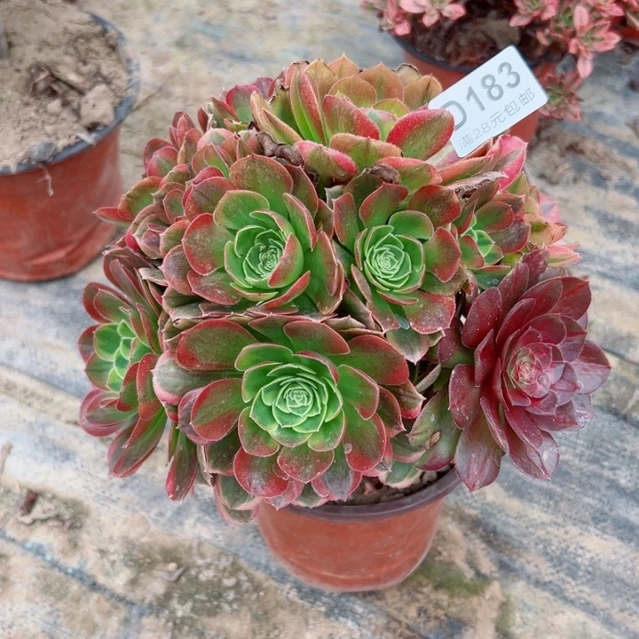 183奶白多肉植物