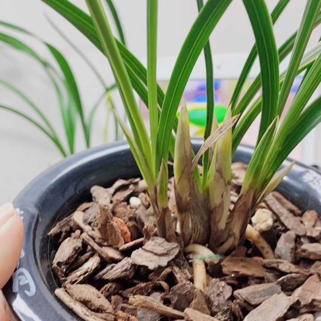 彭***荣当前无花栽培后可以开花