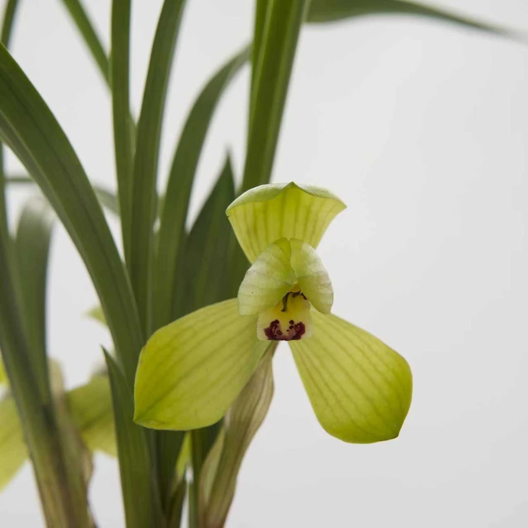 春剑【荷之冠】春剑浓香兰花办公室精致兰花