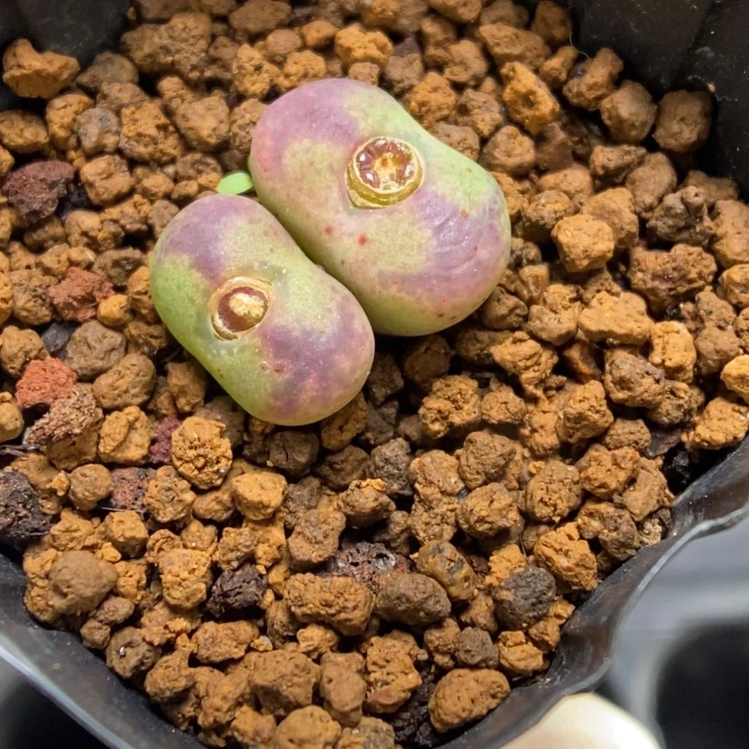 多肉植物肉锥杂交K-479