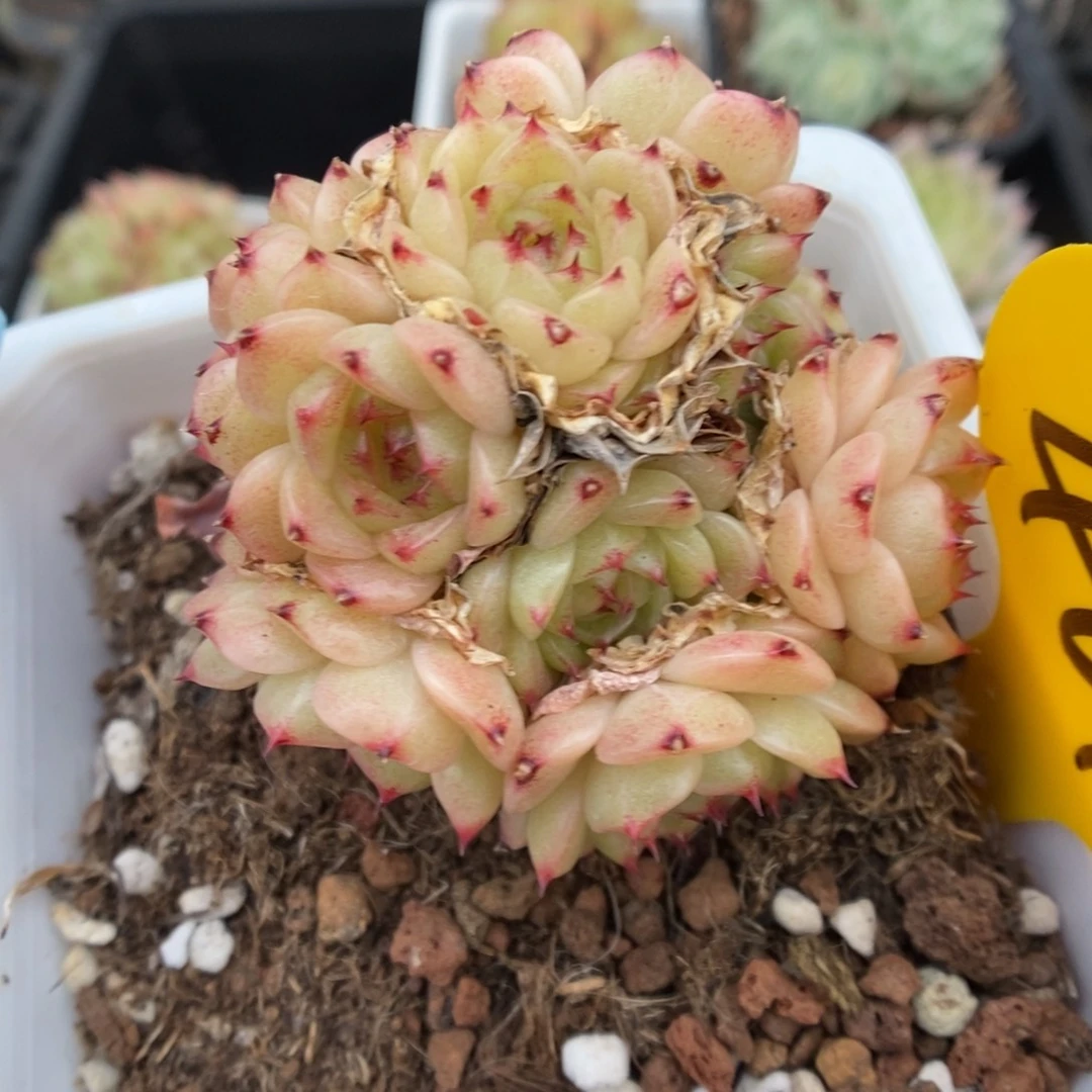 油透珍妮麦秆461号。