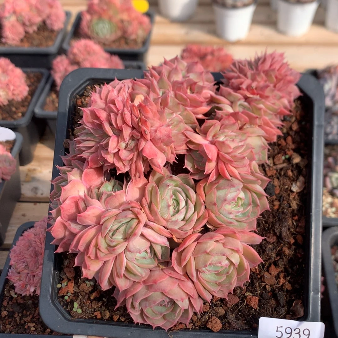 17厘米胸花昂斯诺朵缀 5939