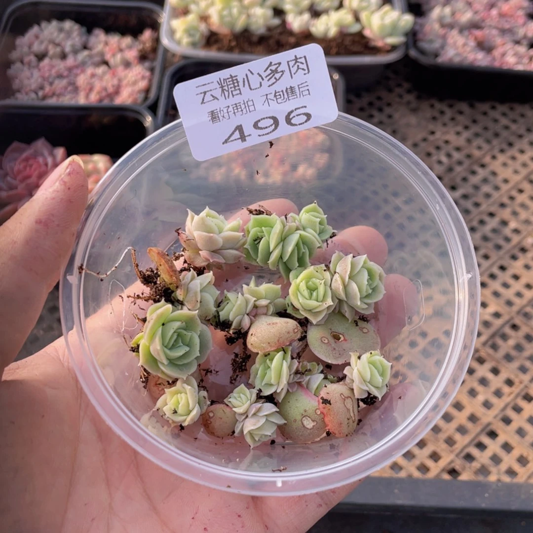 云糖心多肉植物496