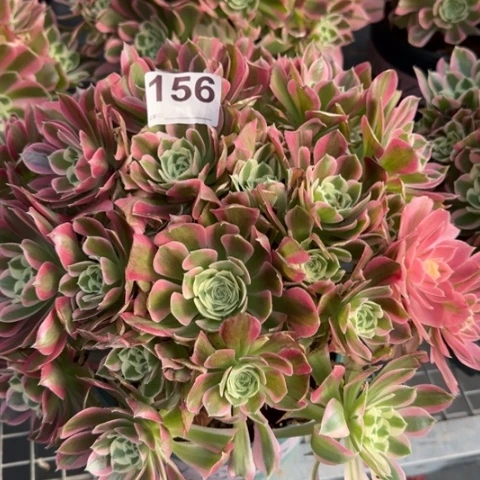 156白凤30厘米左右