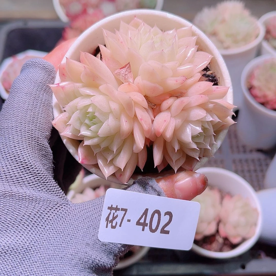 花07-402麦秆三头