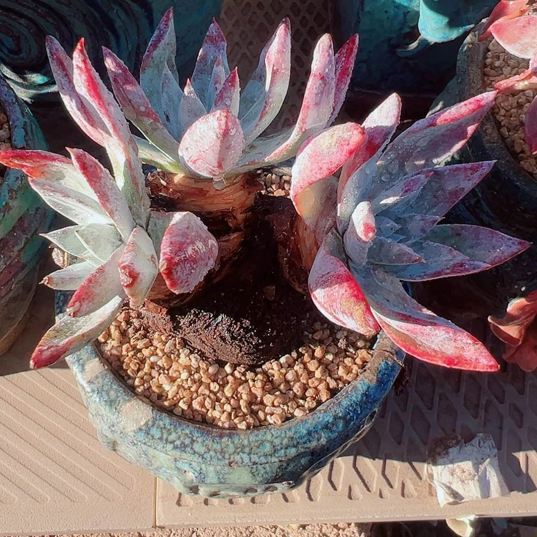 8821微暇流丹海瑟仙女杯