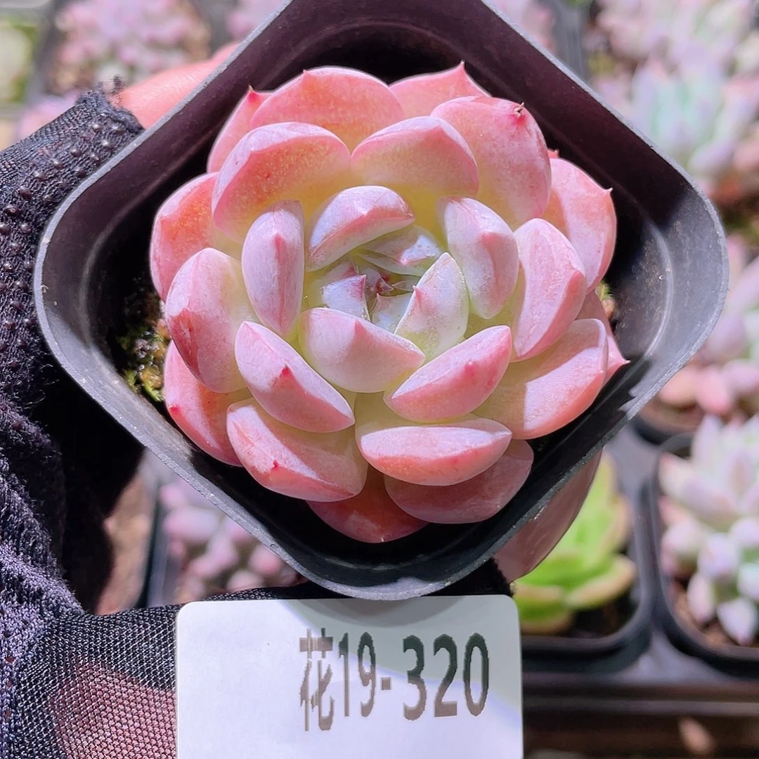 花利美19-320新品