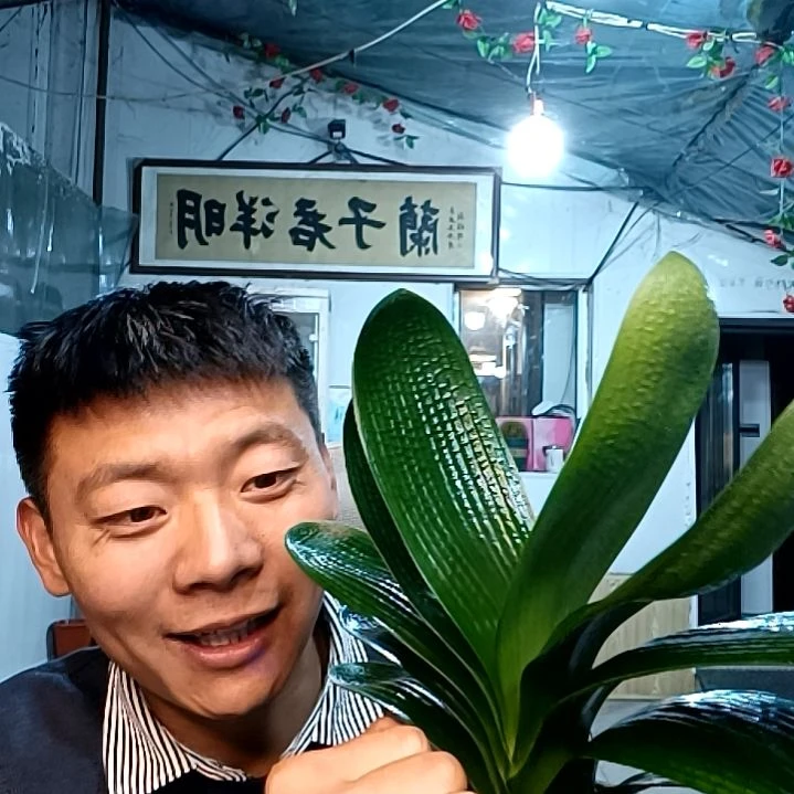 @风中舞者39元一颗