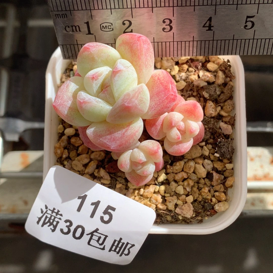 115。mini米奇头小腿冰玉三头。