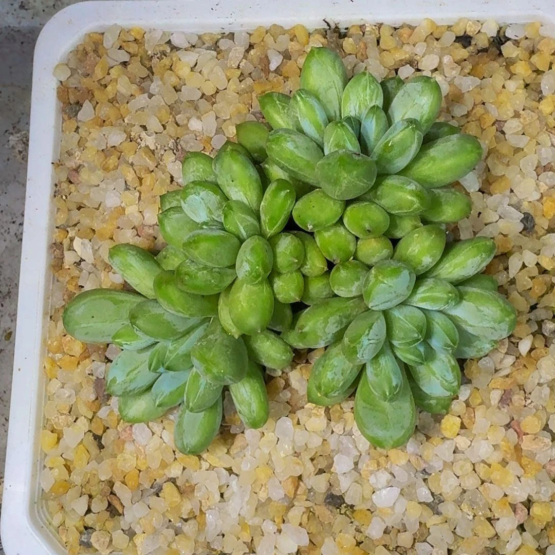 咖啡豆 森林之心 一物一拍