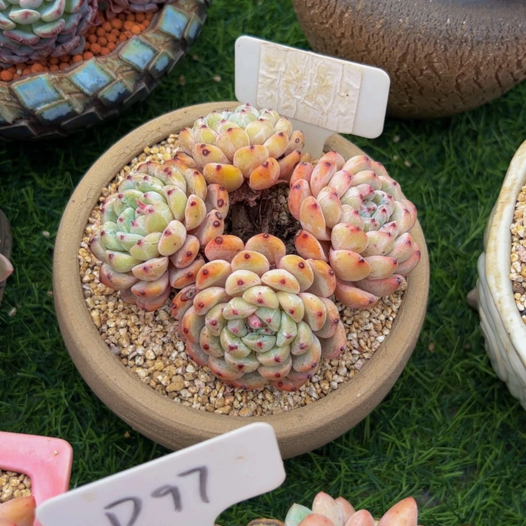 魏**?四头小老桩雪爪