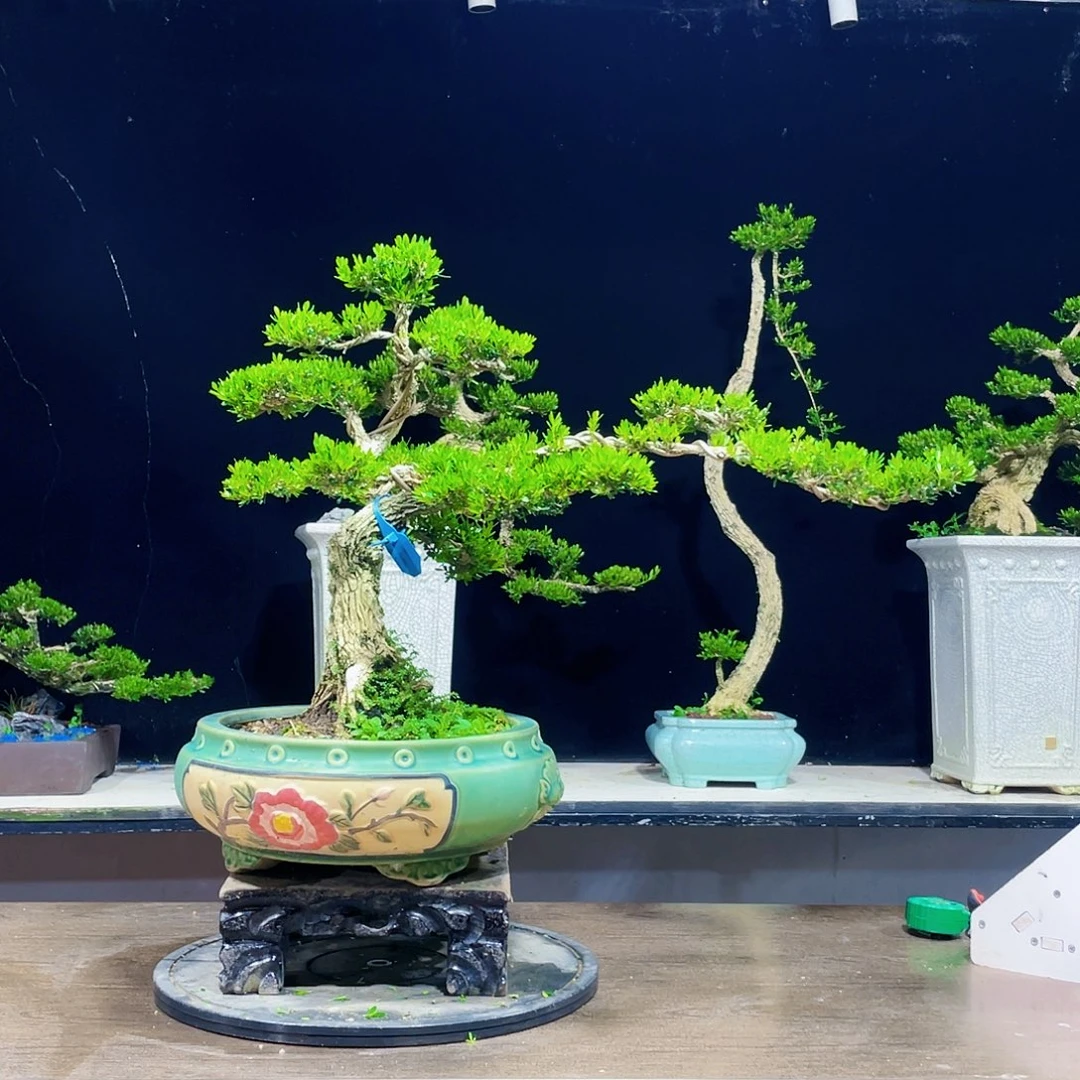 黄杨盆景四季常青