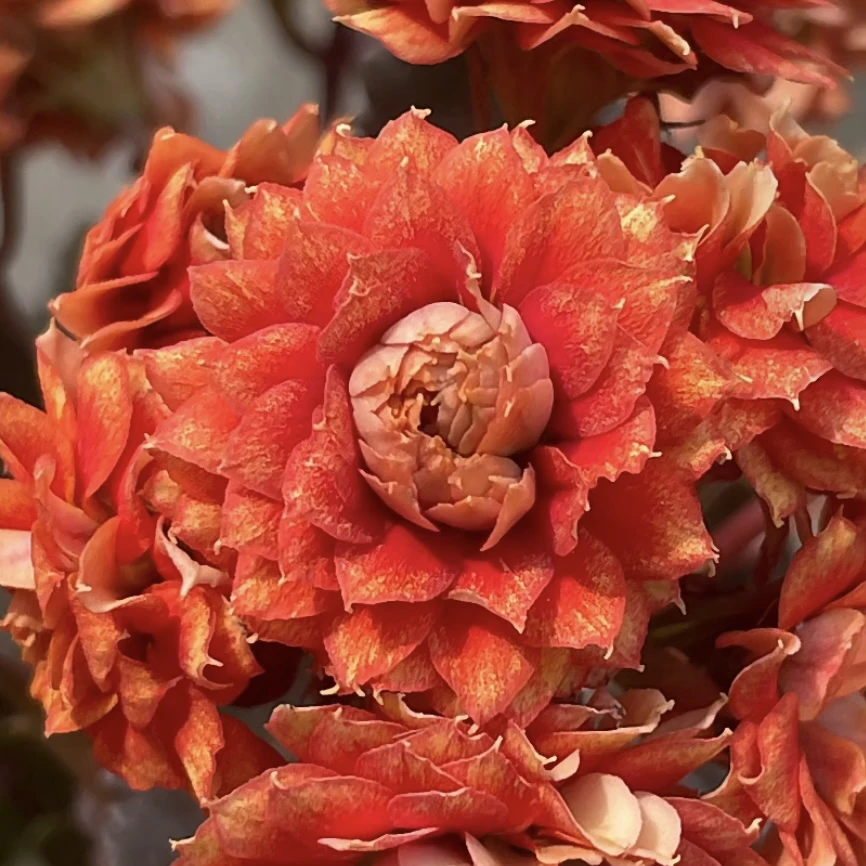 女王110盆长寿花