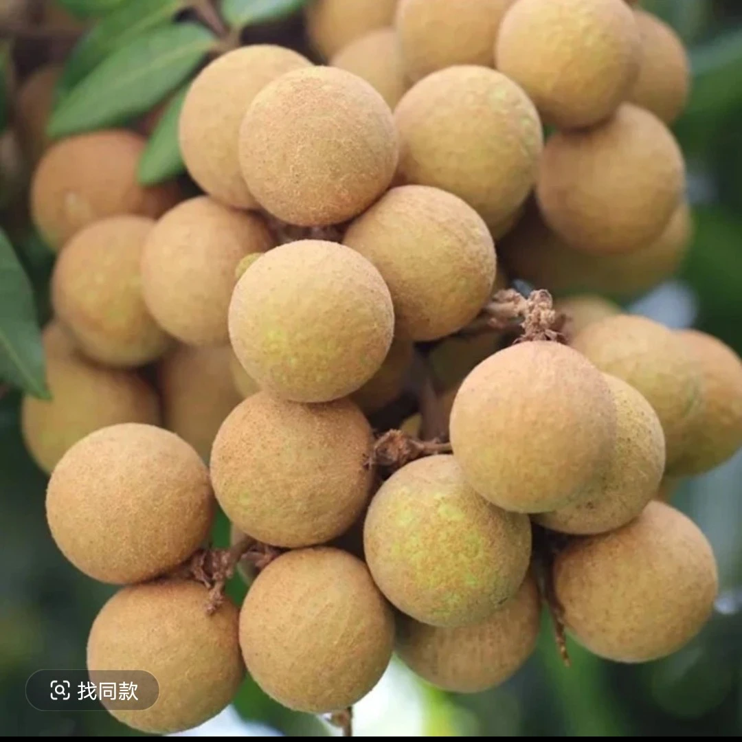 新鲜龙眼一盒约1斤