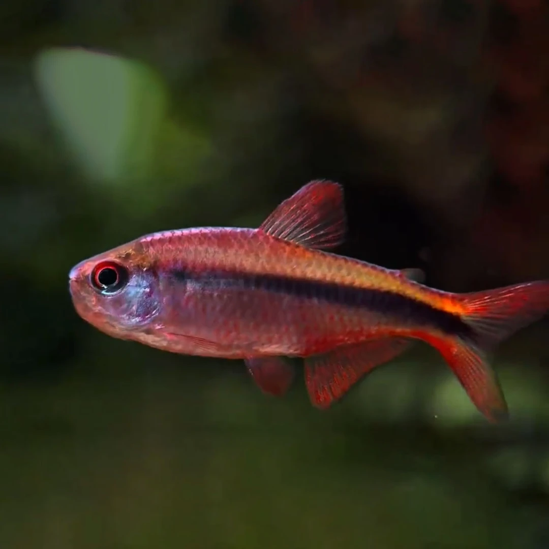 精选红尾奥比度斯魔鬼