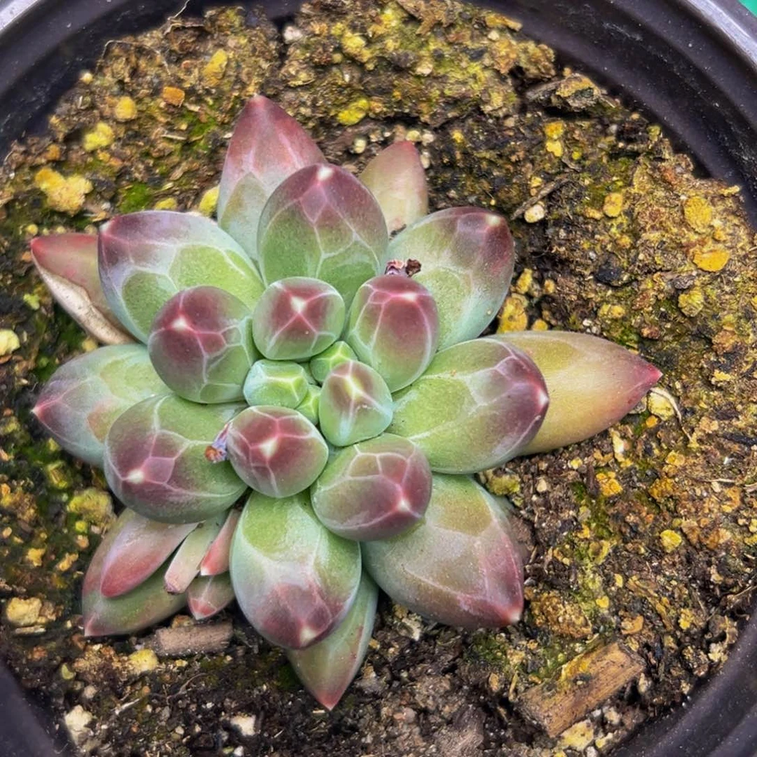 多肉系列植物1颗