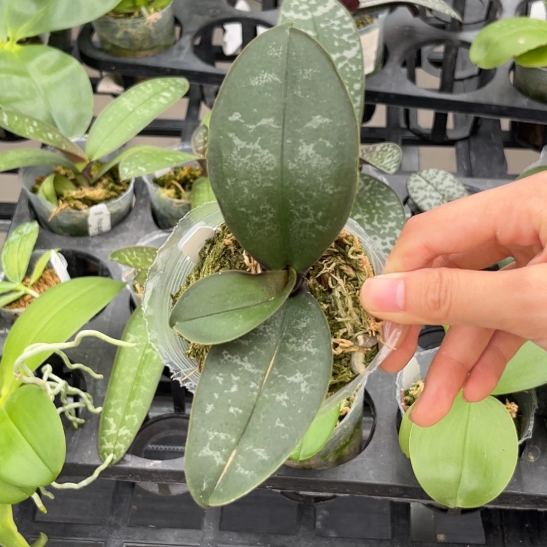 无花朵2.5寸西交888苗