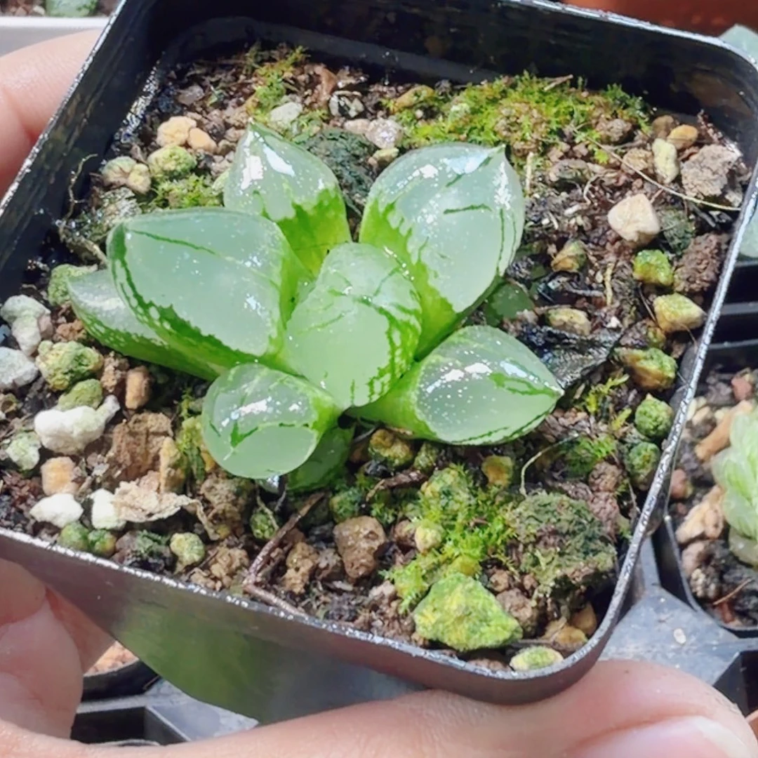 十二卷虞美人新粉福利