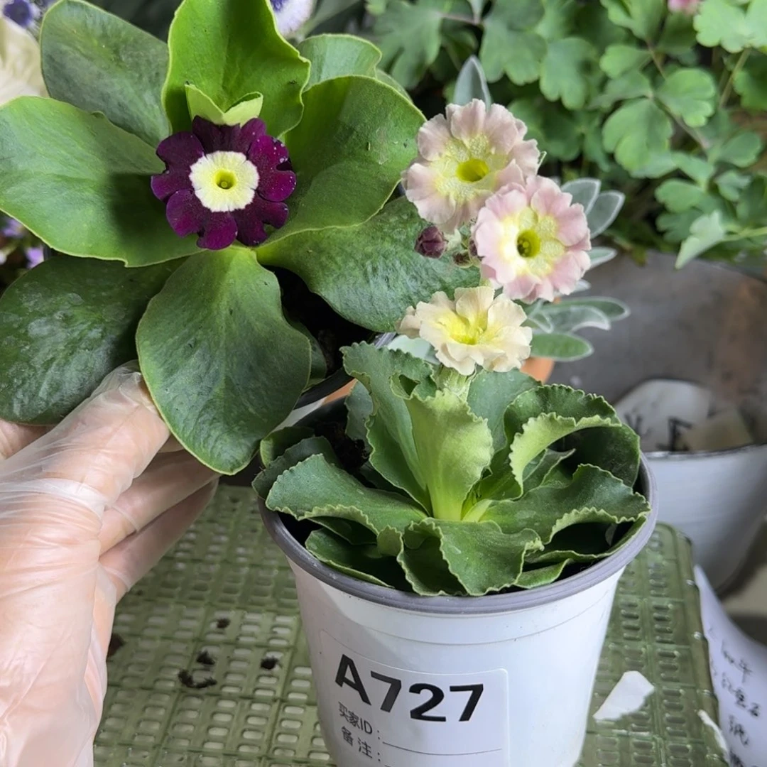 一物一拍  耳叶报春A727两盆