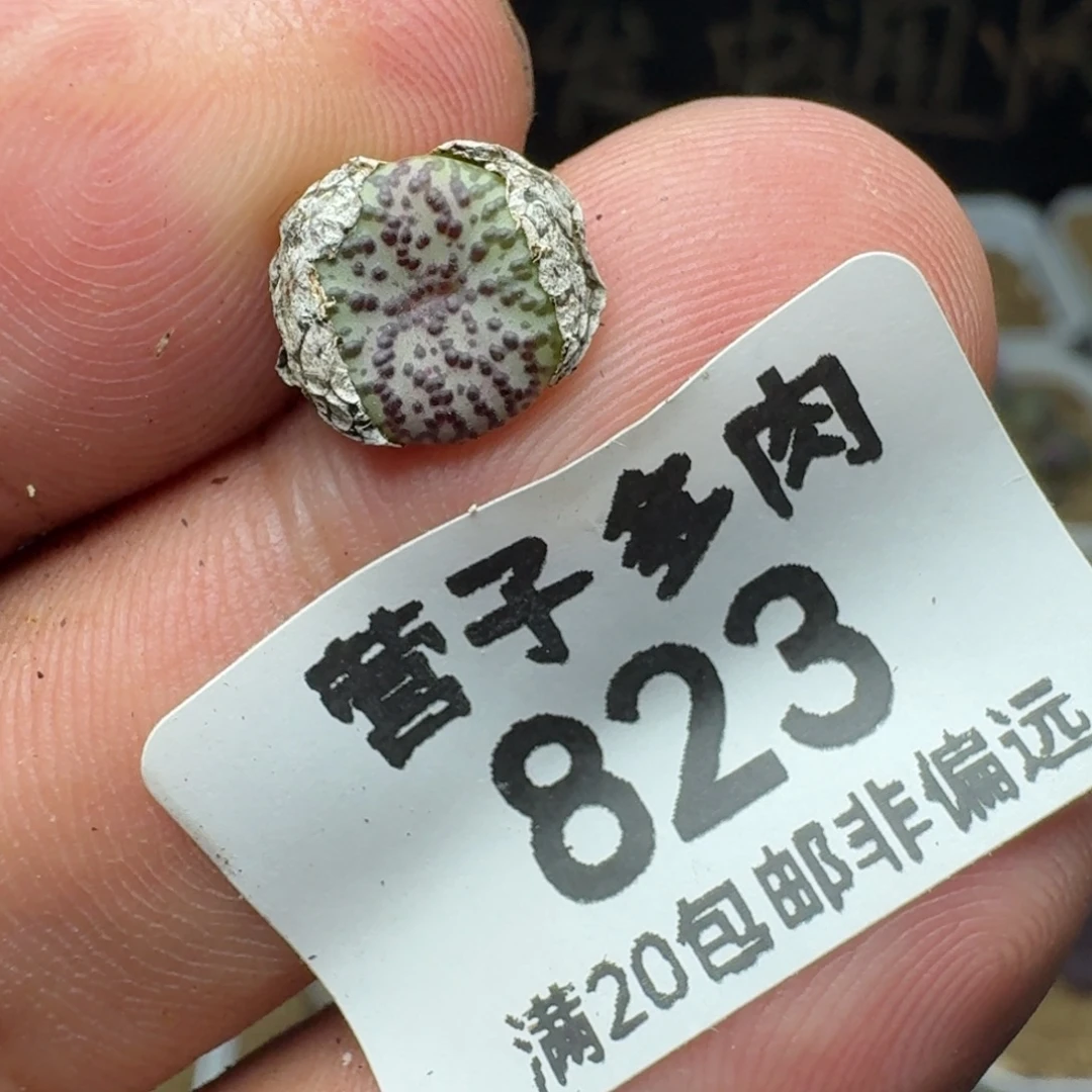 巧***力CR1306泡泡安贞。