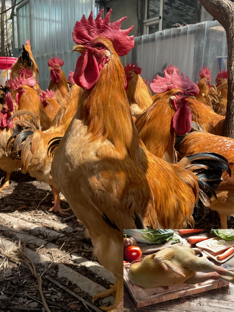 【散养大公鸡】杂粮喂养单只4.5斤，顺丰冷链包邮到家