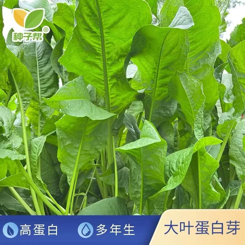 鲁梅克斯大叶蛋白芽菜种子正宗多年生耐寒耐盐碱优良蛋白家禽牧草