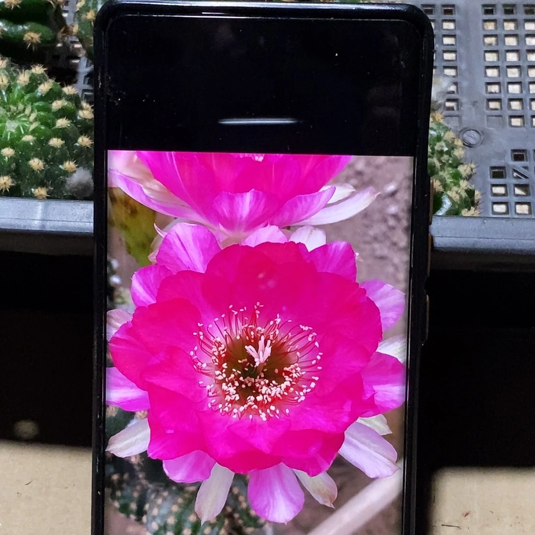 丽 红婵侧芽歪20包邮/4公分