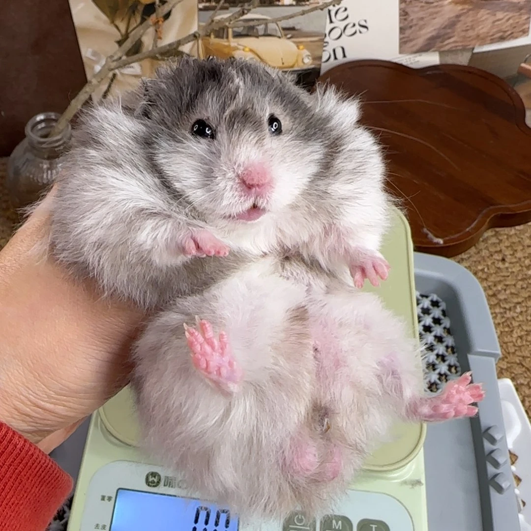 黑波弟弟8.15生日