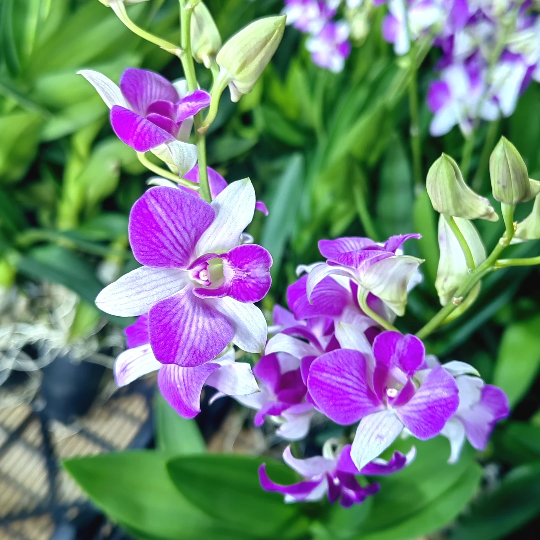 樱桃｜石斛兰 花瓣复古色纹路清晰新品花卉绿植盆栽