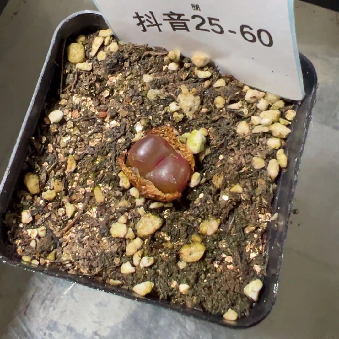 25-60肉锥多肉植物