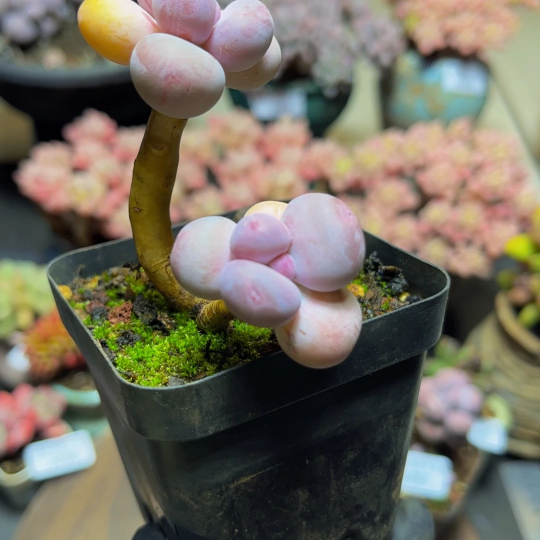 310老桩橙奶双头多肉植物