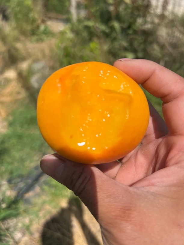 山东济南南山黄油桃表皮无毛现摘现发产地直发坏果包赔