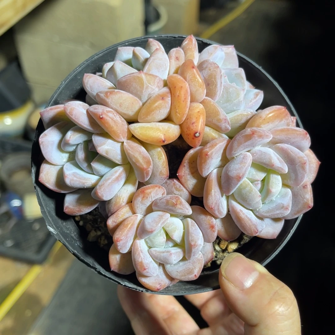 橙子特价 一物一拍不支持退换