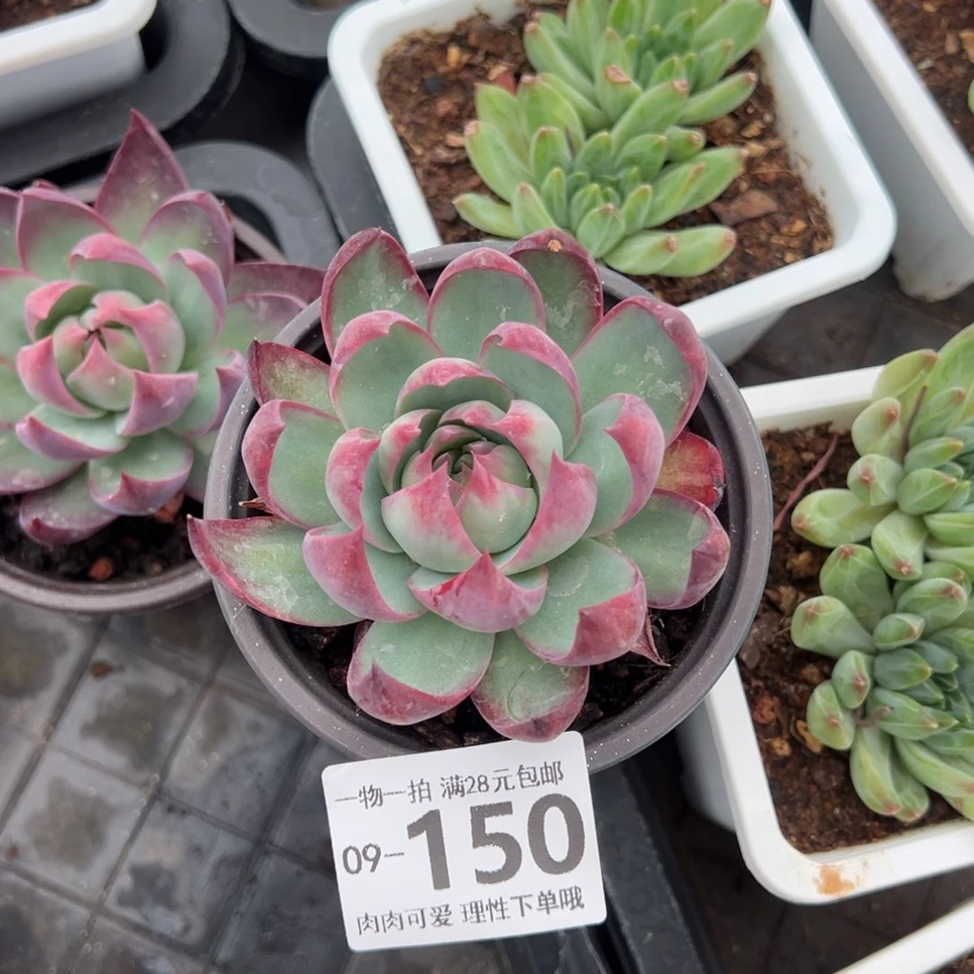 梅*灬惊鸿仙子单头多肉多肉多肉多肉