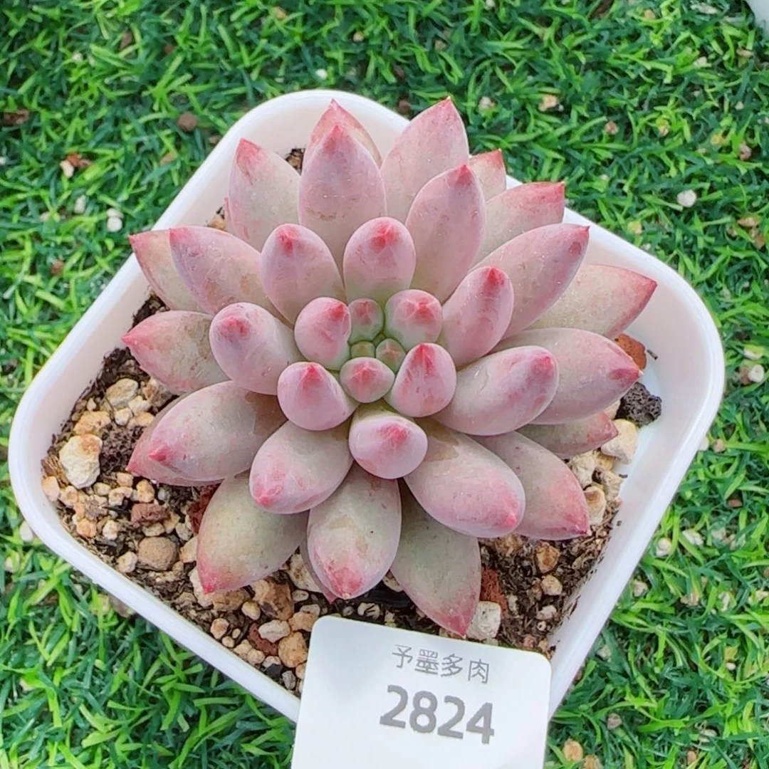 虞美人，2824多肉植物